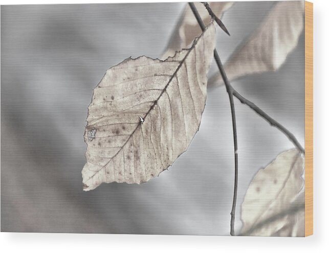 Leaf Wood Print featuring the photograph Weathered Remnant of Summer by Beth Venner