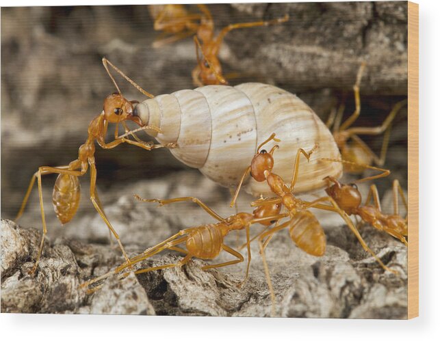 496711 Wood Print featuring the photograph Weaver Ants Carrying Snail Gorongosa by Piotr Naskrecki