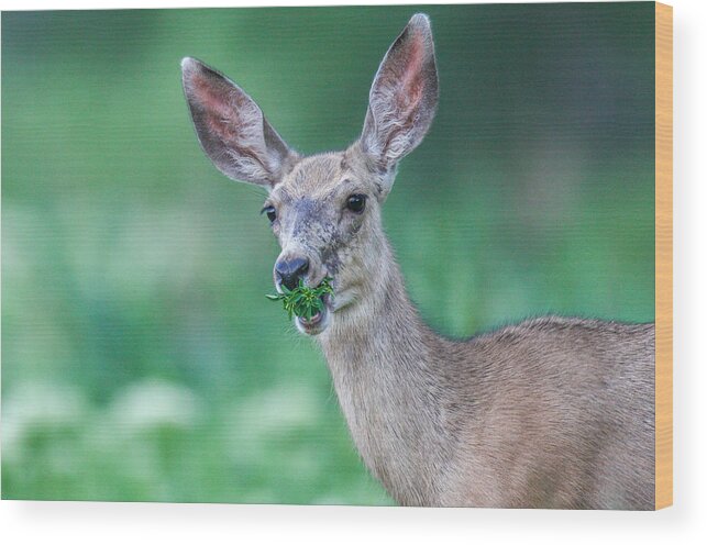  Wood Print featuring the photograph Weed Deer by Kevin Dietrich