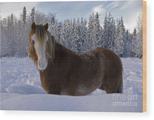 Horse Wood Print featuring the photograph Welsh Pony Snow by Rolf Kopfle