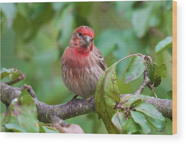 Bird Portraits Wood Print featuring the photograph House Finch - Were you talking to me by Kristin Hatt