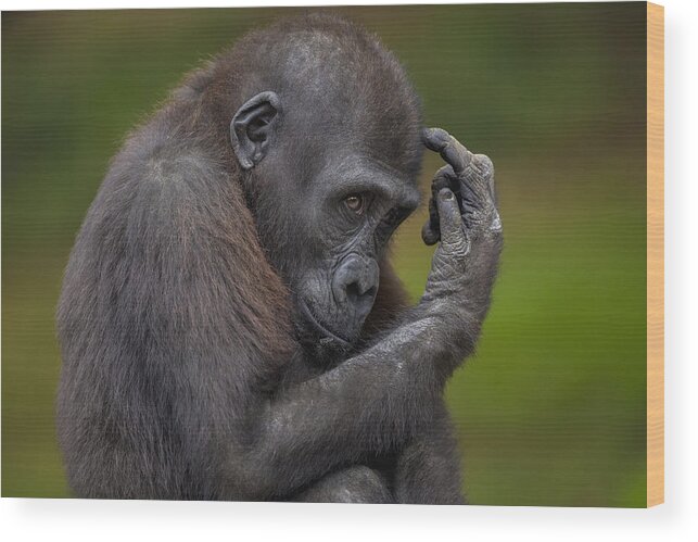 534549 Wood Print featuring the photograph Western Lowland Gorilla Juvenile by Zssd