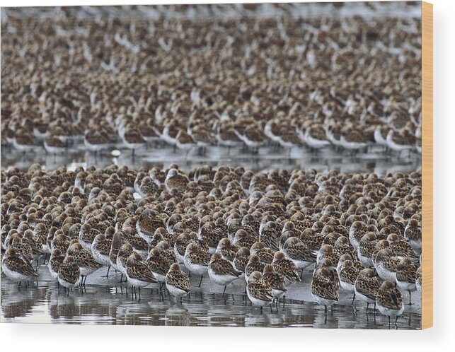 Feb0514 Wood Print featuring the photograph Western Sandpiper Migration Stop Copper by Michael Quinton