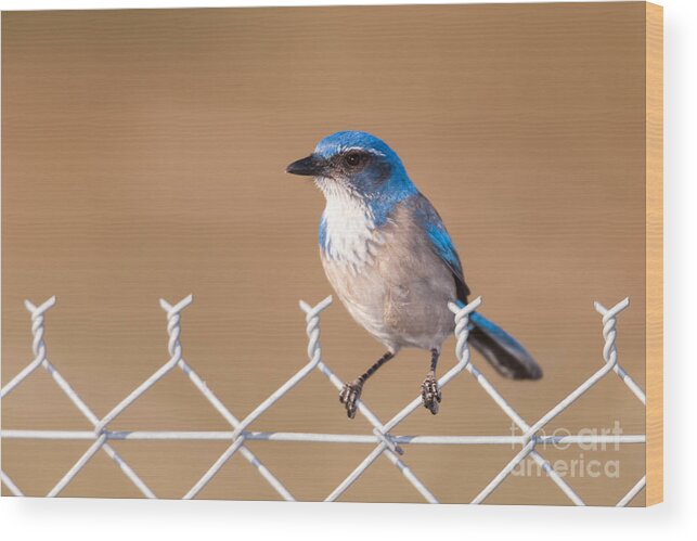 Clarence Holmes Wood Print featuring the photograph Western Scrub-Jay I by Clarence Holmes