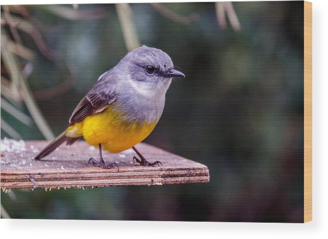 Bird Wood Print featuring the photograph Western Yellow Robin by Robert Caddy