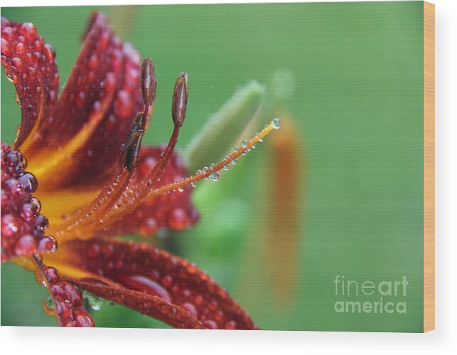 Lilies Wood Print featuring the photograph Wet daylily by Yumi Johnson