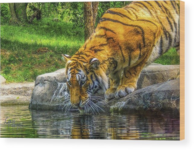  Tigers Wood Print featuring the photograph Wet Whiskers by Glenn Feron