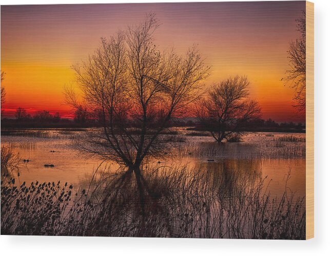 Dawn Wood Print featuring the photograph Wetlands Dawn by Kathleen Bishop