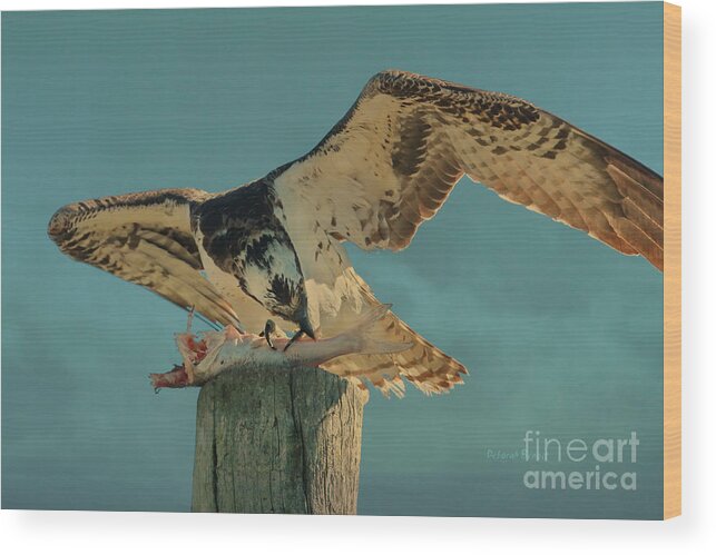 Osprey Wood Print featuring the photograph What A Meal by Deborah Benoit