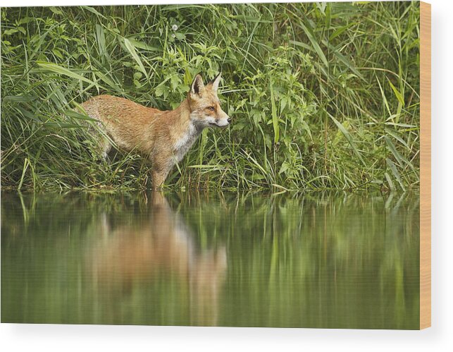 Adult Wood Print featuring the photograph What Does The Fox See by Roeselien Raimond