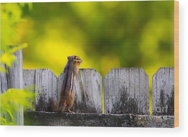 Chipmonk Wood Print featuring the photograph Whats over there by Rudy Viereckl