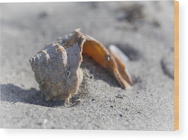 Andrew Pacheco Wood Print featuring the photograph Whelk Shell in The Sand by Andrew Pacheco