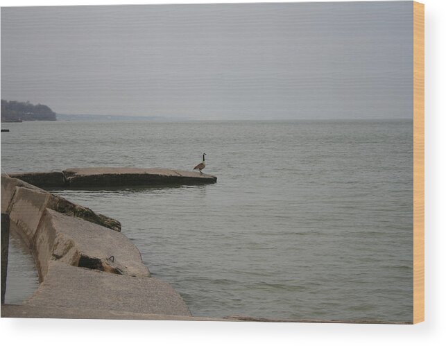 Canadian Geese Wood Print featuring the photograph Solitude on Lake Erie by Valerie Collins