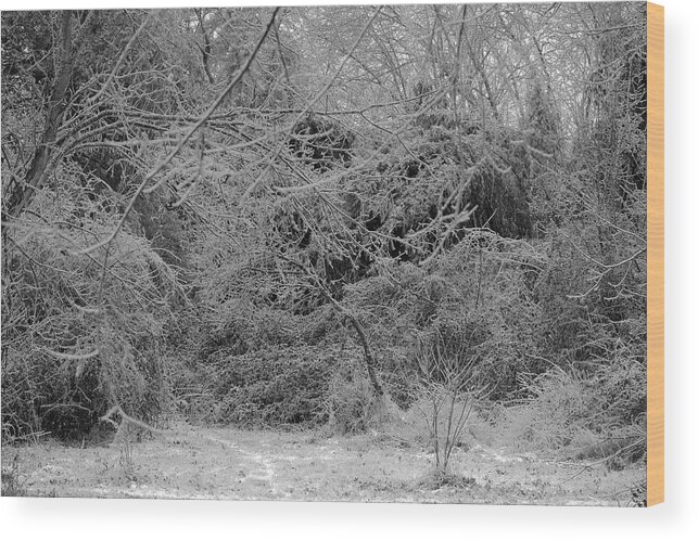 Ice Wood Print featuring the photograph Where Is The Trail by Daniel Reed