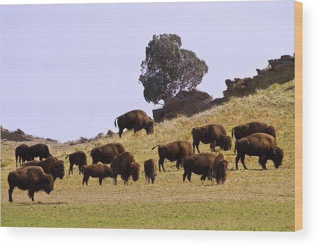 Buffalo Wood Print featuring the photograph Where The Buffalo Roam in Colorado by James BO Insogna