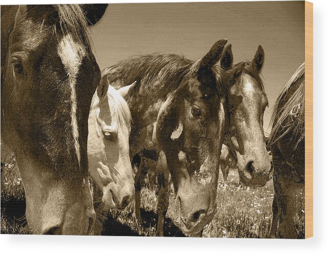 Whimsical Wood Print featuring the photograph Whimsical Stallions by Amanda Smith