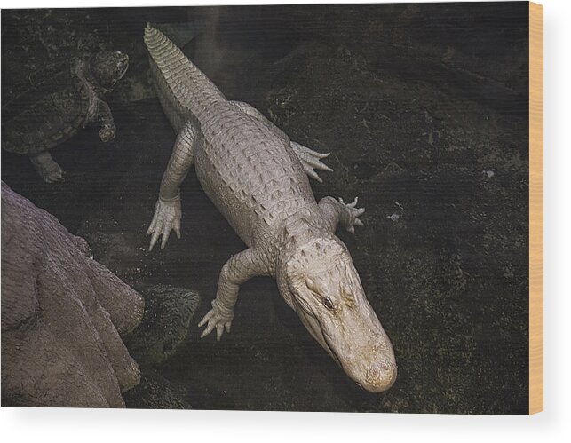 White Wood Print featuring the photograph White Alligator by Garry Gay