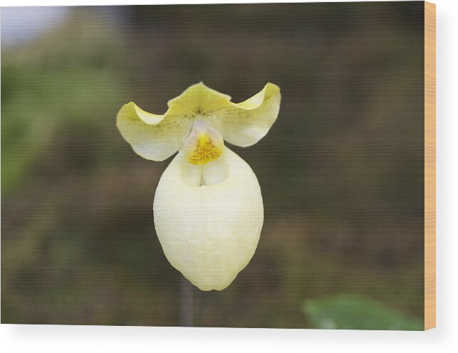 Floral Wood Print featuring the photograph White and yellow orchid by Sue Morris