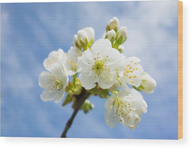 Blossom Wood Print featuring the photograph White apple blossom blue sky by Matthias Hauser