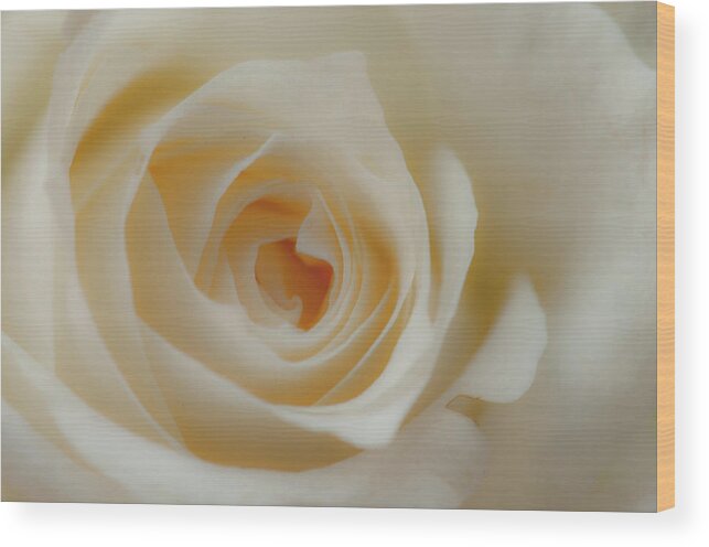 Fragility Wood Print featuring the photograph White Beauty by Pkg Photography