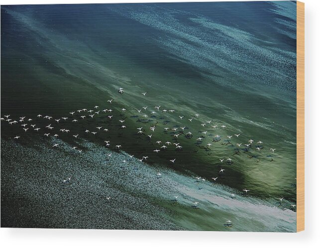 Aerial Wood Print featuring the photograph White Birds, Blue And Green Water by Hao Jiang