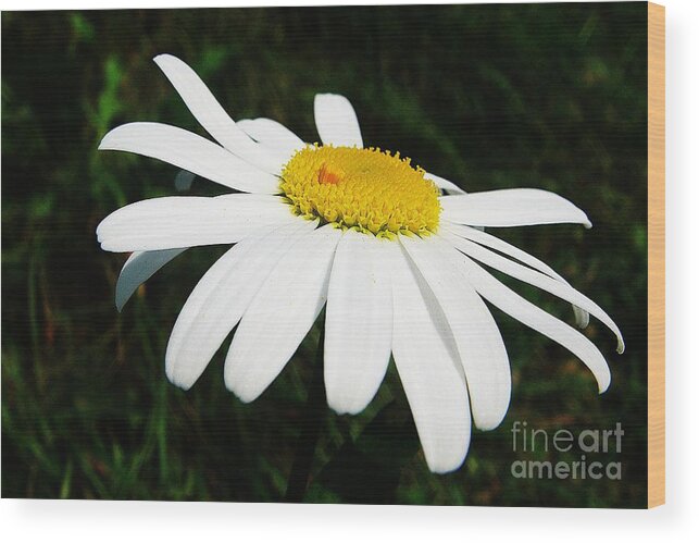 Chrysanthemum Wood Print featuring the photograph White chrysanthemum by Karin Ravasio
