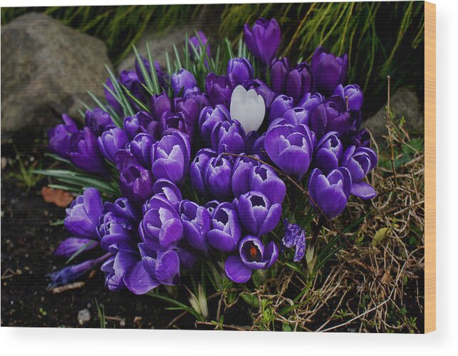 Wall Art Wood Print featuring the photograph White Crocus on a field of purple by Ron Roberts