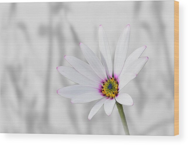 White Daisy Wood Print featuring the photograph White Daisy Bush by Veli Bariskan