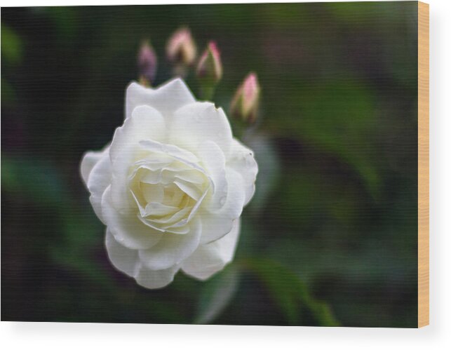 Beautiful Wood Print featuring the photograph White Dawn Rose by Michael Russell
