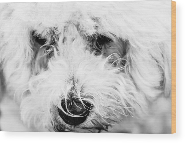 Dog Wood Print featuring the photograph White Dog by Ben Graham