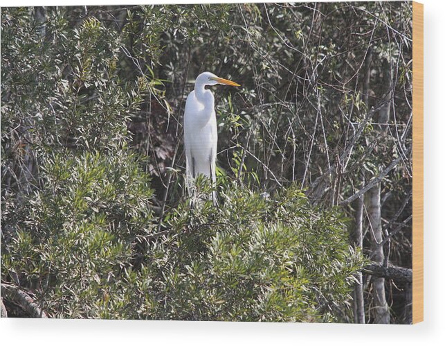 Egret Wood Print featuring the photograph White Egret In The Swamp by Christiane Schulze Art And Photography