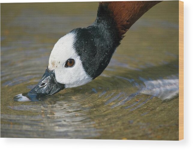 Dendrocygna Viduata Wood Print featuring the photograph White-faced Whistling Duck by John Devries/science Photo Library
