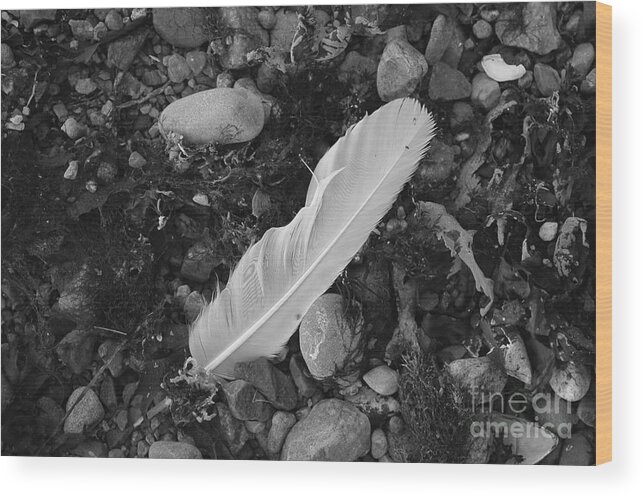 White Wood Print featuring the photograph White Feather by Randi Grace Nilsberg