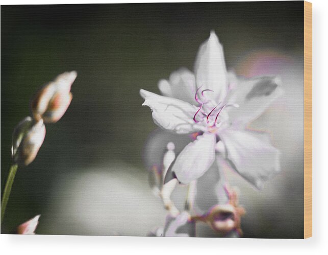 Flower Wood Print featuring the photograph White Flower II by Bradley R Youngberg