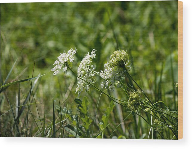 White Flower Wood Print featuring the photograph White flower by Susan Jensen