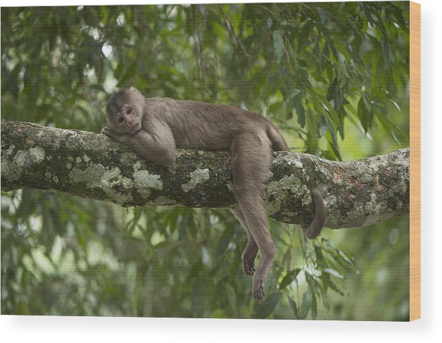 Pete Oxford Wood Print featuring the photograph White-fronted Capuchin Puerto by Pete Oxford
