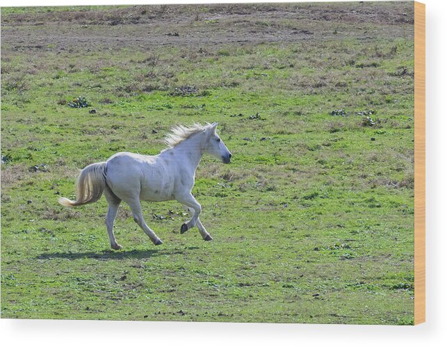 Horse Wood Print featuring the photograph White Horse at Cades Cove by Steve Samples