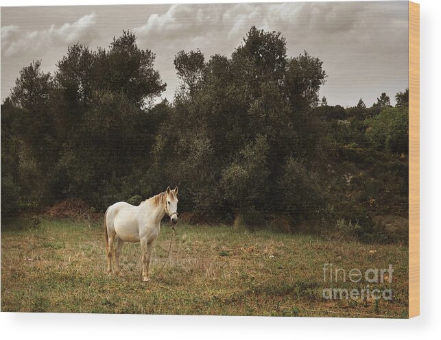 White Wood Print featuring the photograph White Horse by Carlos Caetano