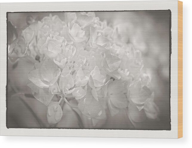 Platinum Print Hydrangea Wood Print featuring the photograph White Hydrangea by Craig Perry-Ollila