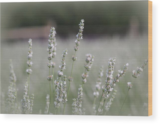 White Lavender Wood Print featuring the photograph White Lavender by Lynn Sprowl