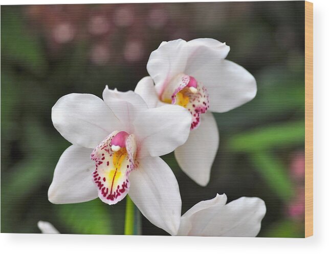 White Orchid Wood Print featuring the photograph White orchid by Sue Morris