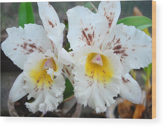 Kula Botanical Gardens Wood Print featuring the photograph White Orchids by Amy Fose