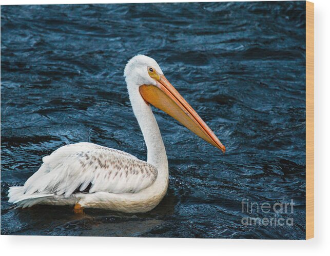 Birds Wood Print featuring the photograph White Pelican Portrait by Robert Bales