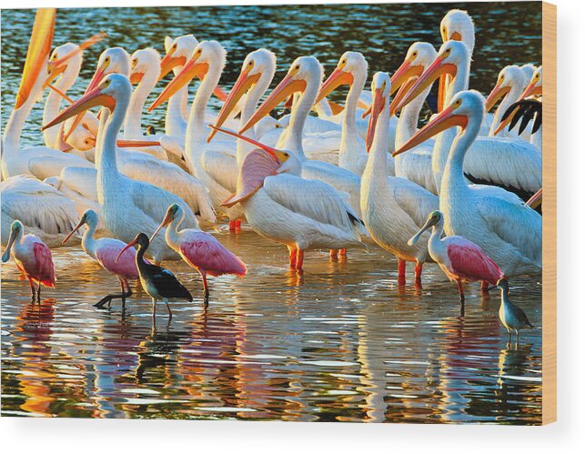 Pelican Wood Print featuring the photograph White Pelicans by Ben Graham