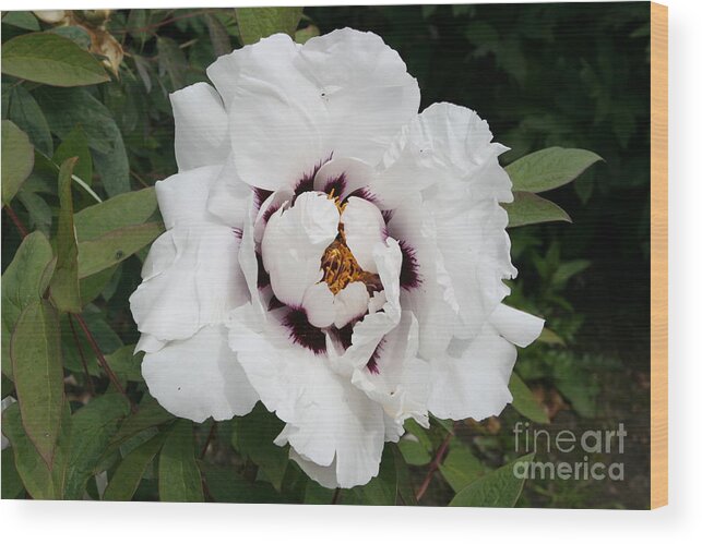 Flowers Wood Print featuring the photograph White Peony #2 by Christiane Schulze Art And Photography