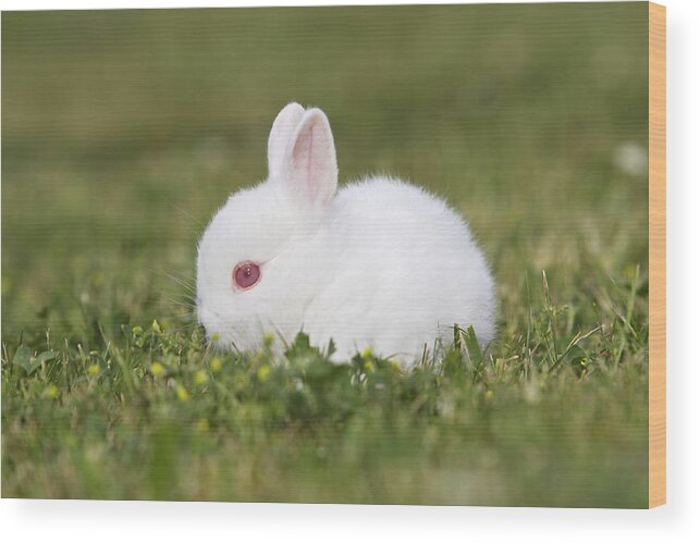 Rabbit Wood Print featuring the photograph White Polish Rabbit by M. Watson
