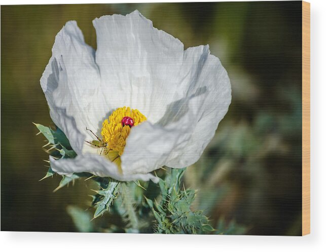 White Prickly Poppy Wildflower Wood Print featuring the photograph White Prickly Poppy Wildflower by Debra Martz