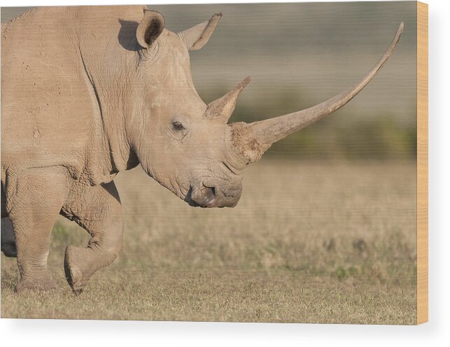 Feb0514 Wood Print featuring the photograph White Rhinoceros Kenya by Tui De Roy