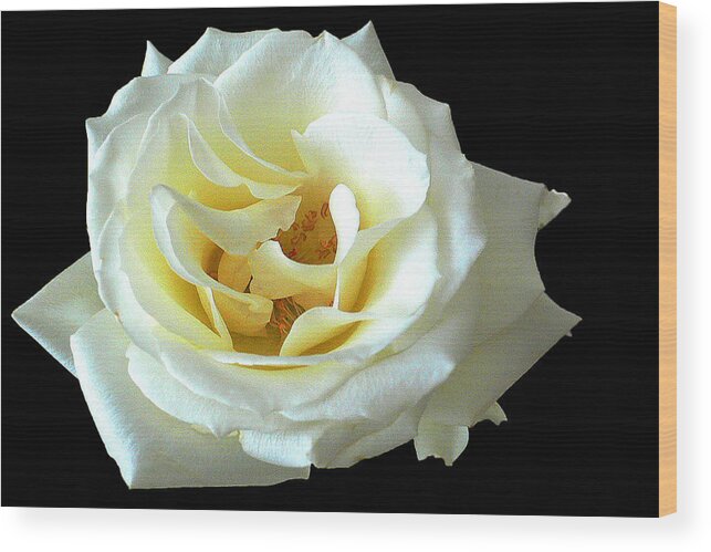 White Rose On Black Background Wood Print featuring the photograph White Rose Number One by David Hamilton