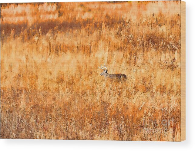 Whitetail Deer Wood Print featuring the photograph White tail crossing golden field by Dan Friend